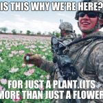 opium | IS THIS WHY WE'RE HERE? FOR JUST A PLANT.(ITS MORE THAN JUST A FLOWER) | image tagged in opium | made w/ Imgflip meme maker