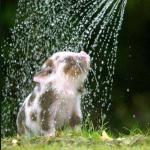 watering bacon seed