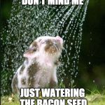 Can't wait until it sprouts!  | DON'T MIND ME; JUST WATERING THE BACON SEED | image tagged in watering bacon seed,bacon seed,bacon,plant,pig | made w/ Imgflip meme maker