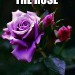 Purple roses  | DON'T TOUCH THE ROSE; IF YOU CAN'T HANDLE THE THORNS | image tagged in purple roses | made w/ Imgflip meme maker