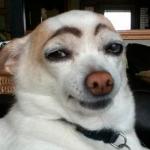 Dog With Eyebrows