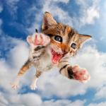 Pounce Kitty meme