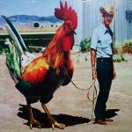 Giant cock