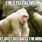 Harambe  | I'M STILL ALIVE; IS IT JUST BECAUSE I'M WHITE | image tagged in harambe | made w/ Imgflip meme maker