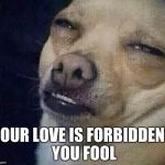 high | OUR LOVE IS FORBIDDEN YOU FOOL | image tagged in high | made w/ Imgflip meme maker