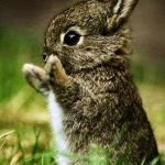 Hug all the bunnies | HUGS | image tagged in hug all the bunnies | made w/ Imgflip meme maker