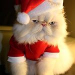 Santa Grumpy Cat | NO GIFTS; FOR YOU | image tagged in santa grumpy cat | made w/ Imgflip meme maker