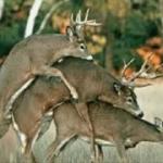 Deer Season