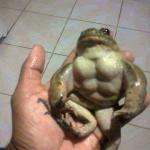 Muscle Frog meme