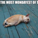 Adulting_Pug | TODAY IS THE MOST MONDAYEST OF TUESDAYS | image tagged in adulting_pug | made w/ Imgflip meme maker