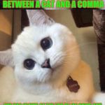 bad pun cat  | WHAT IS THE DIFFERENCE BETWEEN A CAT AND A COMMA; ONE HAS CLAWS AT THE END OF ITS PAWS AND THE OTHER IS A PAUSE AT THE END OF A CLAUSE | image tagged in bad pun cat | made w/ Imgflip meme maker