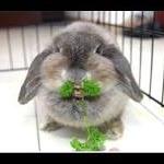 Rabbit_eating_grass