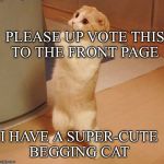 Begging Cat | PLEASE UP VOTE THIS TO THE FRONT PAGE; I HAVE A SUPER-CUTE BEGGING CAT | image tagged in begging cat | made w/ Imgflip meme maker