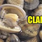 Clam it | CLAM IT! | image tagged in angery clam | made w/ Imgflip meme maker