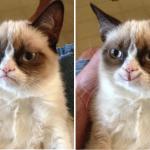 Before and after cat meme