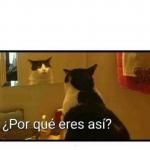 por que eres asi