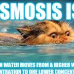 Funny animals | OSMOSIS IS; WHEN WATER MOVES FROM A HIGHER WATER CONCENTRATION TO ONE LOWER CONCENTRATION | image tagged in funny animals | made w/ Imgflip meme maker