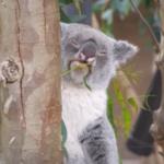 Weed Koala