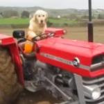 farmer doggo meme