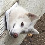wall vent dog