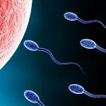 Sperm