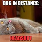 Dead cat | DOG IN DISTANCE:; HEADSHOT | image tagged in dead cat | made w/ Imgflip meme maker