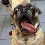 PUG FUNNY