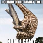 giraffe climbing a tree | MY MOM SAID TO EXPLORE MY ANCESTORS SO I CLIMBED THE FAMILY TREE; NOW I CAN'T GET DOWN | image tagged in giraffe climbing a tree | made w/ Imgflip meme maker