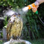 owl wet shower