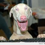 Dog keyboard excitement