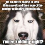 No kidding Dog | Do an entire course in less than a week and then expect the teacher to finalize immediately.... You're kidding, right? | image tagged in no kidding dog | made w/ Imgflip meme maker