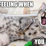 retirement cat | THAT FEELING WHEN; YOU RETIRE | image tagged in retirement cat | made w/ Imgflip meme maker