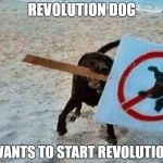 Revolution Dog | REVOLUTION DOG; WANTS TO START REVOLUTION | image tagged in revolution dog | made w/ Imgflip meme maker