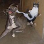 Cats rule