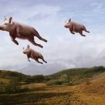 pigs fly