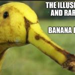 produce | THE ILLUSIVE AND RARE; BANANA DUCK | image tagged in produce,banana,wildlife comedy,fruit,ducks,duck face | made w/ Imgflip meme maker