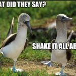 birds | WHAT DID THEY SAY? SHAKE IT ALL ABOUT | image tagged in birds,hokey pokey,dance floor,learning,humor,funny animals | made w/ Imgflip meme maker