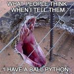 python | WHAT PEOPLE THINK WHEN I TELL THEM; I HAVE A BALL PYTHON. | image tagged in python | made w/ Imgflip meme maker