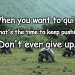 Tortoise race | When you want to quit -; That's the time to keep pushing. Don't ever give up. | image tagged in tortoise race | made w/ Imgflip meme maker