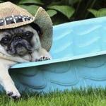 pug what in tarnation