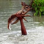 Saving Deer | IS TODAY YOUR DAY? DON'T GIVE UP... | image tagged in saving deer | made w/ Imgflip meme maker