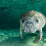 Manatee no friends