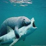 Manatee hug