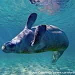 Manatee stoned