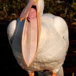 Spoopy pelican