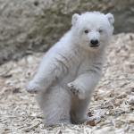 Winking Polar Bear