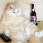 Cat watching TV with beer meme