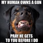 Rottweiler | MY HUMAN OWNS A GUN; PRAY HE GETS TO YOU BEFORE I DO | image tagged in rottweiler | made w/ Imgflip meme maker