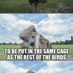 Bad Pun Ostrich | IF A BIRD IS TOO BIG; TO BE PUT IN THE SAME CAGE AS THE REST OF THE BIRDS; DOES THAT MAKE IT OSTRICH SIZED? | image tagged in bad pun ostrich,memes,bad pun,bad puns | made w/ Imgflip meme maker