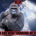 Harambe | R.I.P; WE ARE HERE THINKING OF YOU | image tagged in harambe | made w/ Imgflip meme maker